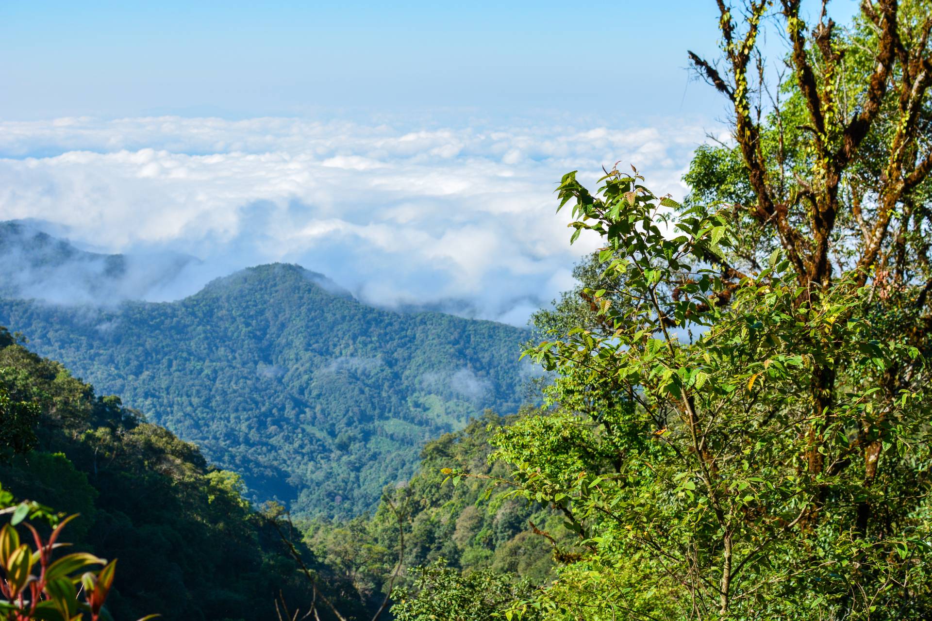 Chiang Rai Hill Tribe Trekking